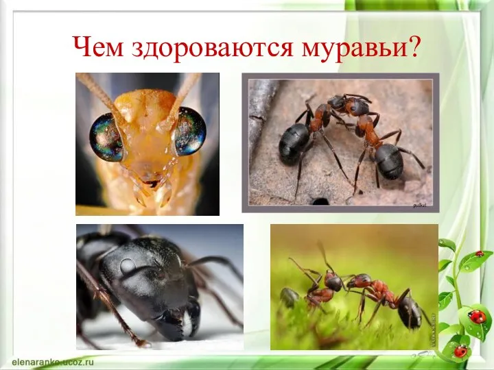 Чем здороваются муравьи?