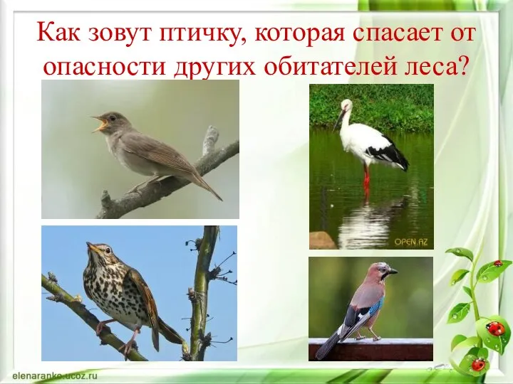 Как зовут птичку, которая спасает от опасности других обитателей леса?