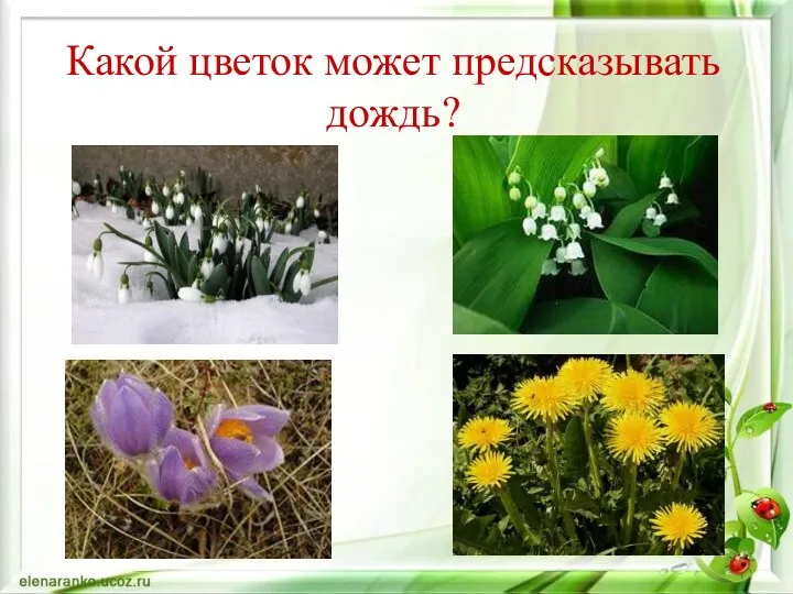 Какой цветок может предсказывать дождь?