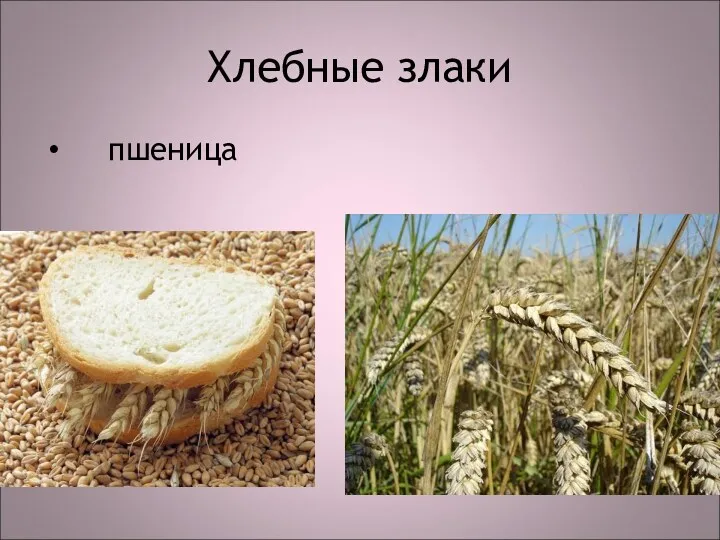 Хлебные злаки пшеница