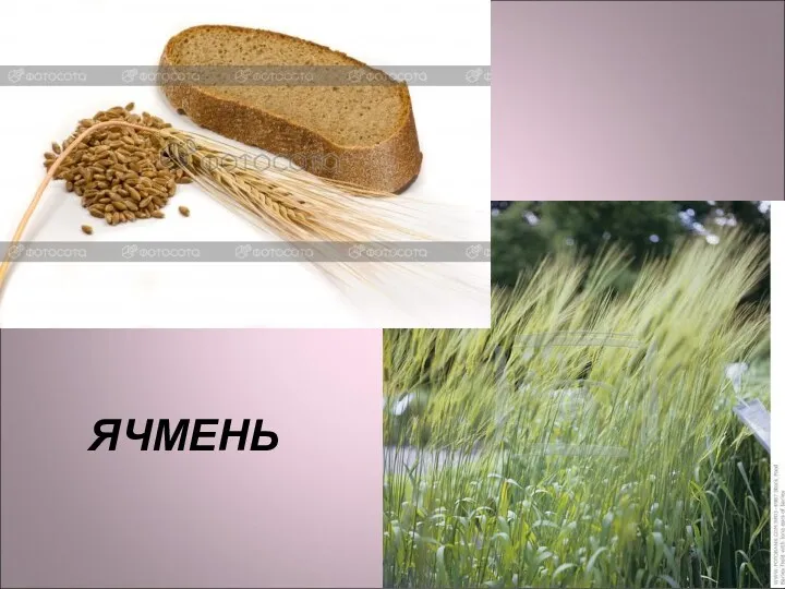 ЯЧМЕНЬ