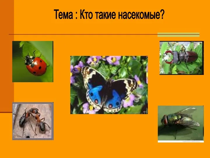 Тема : Кто такие насекомые?