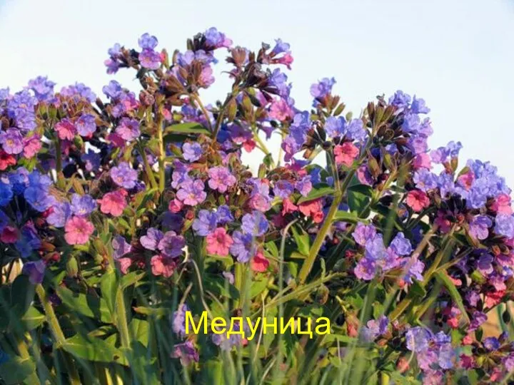 Медуница