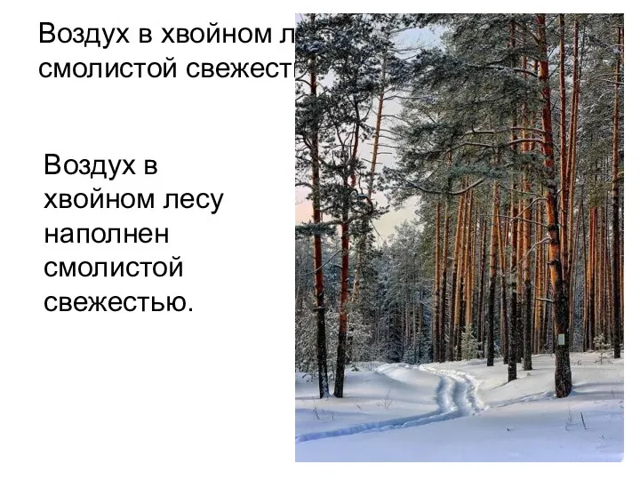 Воздух в хвойном лесу наполнен смолистой свежестью. Воздух в хвойном лесу наполнен смолистой свежестью.