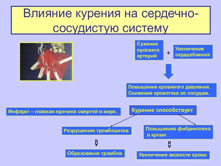 Влияние курения на сердечно-сосудистую систему Инфаркт – главная причина смертей