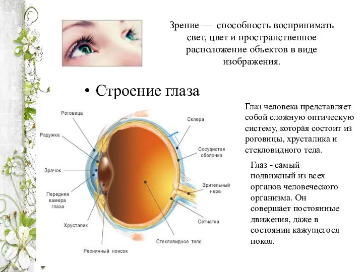 Зрение — способность воспринимать свет, цвет и пространственное расположение объектов