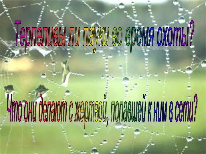 Терпеливы ли пауки во время охоты? Что они делают с жертвой, попавшей к ним в сети?