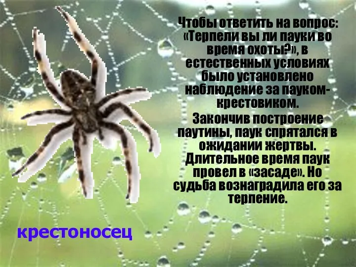 крестоносец Чтобы ответить на вопрос: «Терпели вы ли пауки во