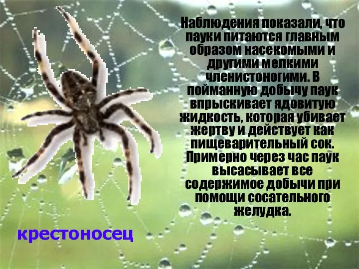 крестоносец Наблюдения показали, что пауки питаются главным образом насекомыми и