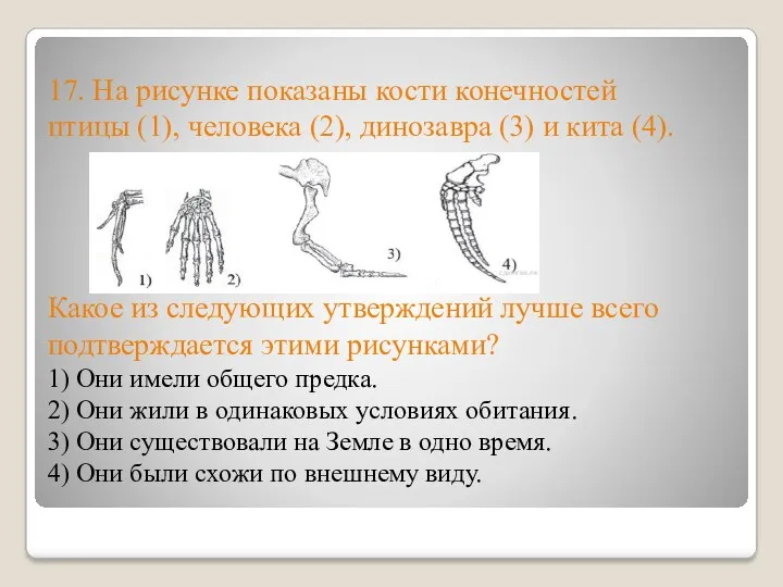 17. На рисунке показаны кости конечностей птицы (1), человека (2),