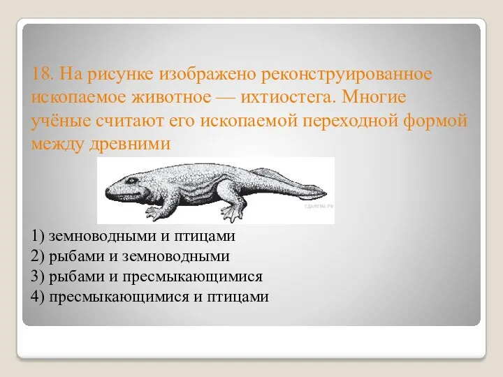 18. На рисунке изображено реконструированное ископаемое животное — ихтиостега. Многие