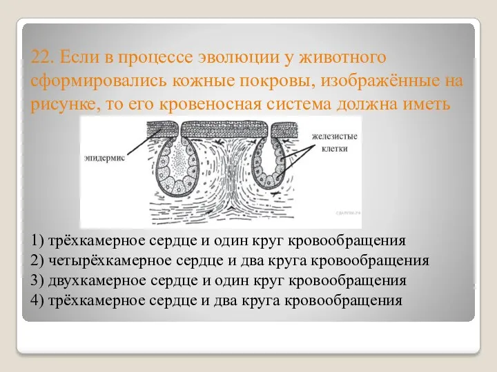 22. Если в процессе эволюции у животного сформировались кожные покровы,