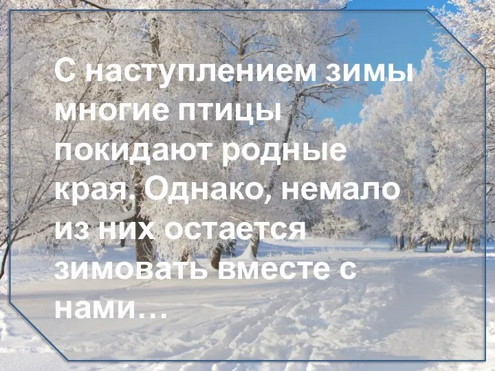 С наступлением зимы многие птицы покидают родные края. Однако, немало из них остается