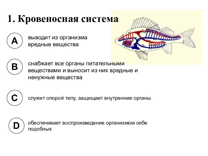 1. Кровеносная система A B C D выводит из организма