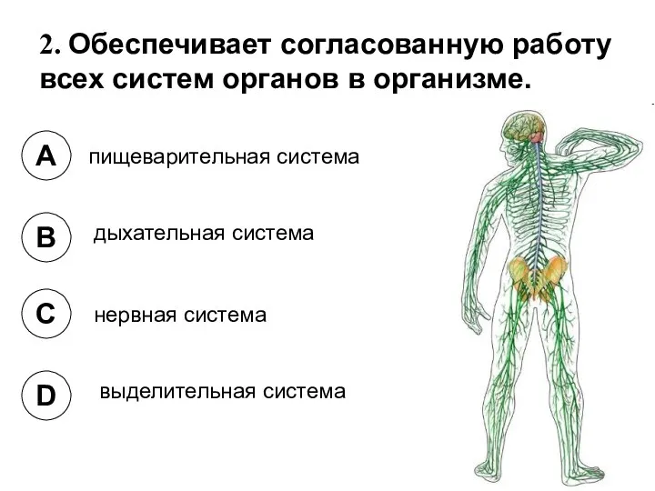 2. Обеспечивает согласованную работу всех систем органов в организме. A