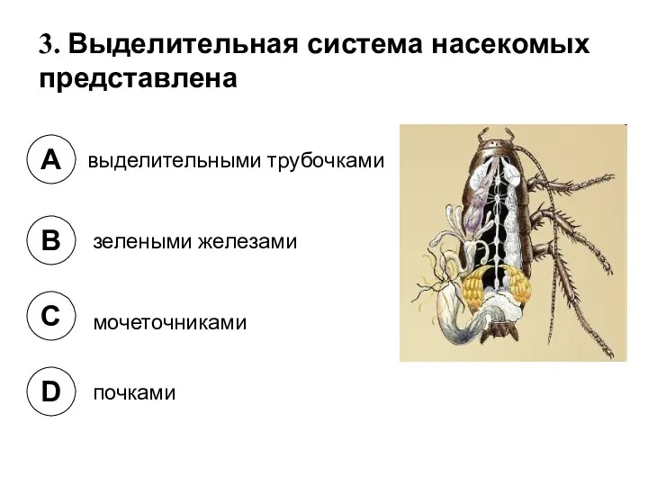 3. Выделительная система насекомых представлена A B C D выделительными трубочками зелеными железами мочеточниками почками