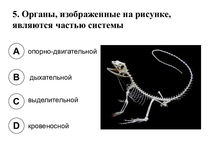 5. Органы, изображенные на рисунке, являются частью системы A B C D опорно-двигательной дыхательной выделительной кровеносной