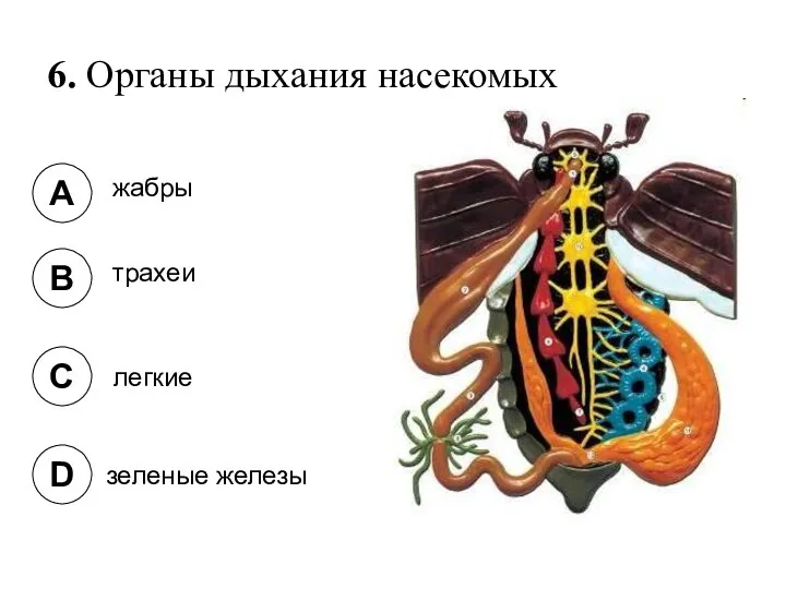 6. Органы дыхания насекомых A B C D жабры трахеи легкие зеленые железы