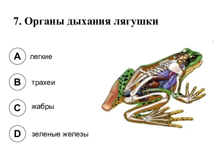 7. Органы дыхания лягушки A B C D легкие трахеи жабры зеленые железы