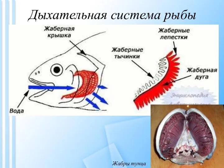 Дыхательная система рыбы Жабры тунца