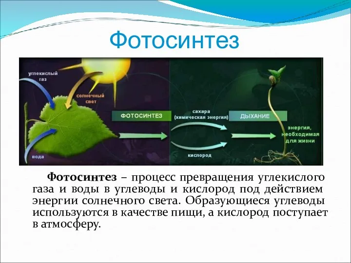 Фотосинтез Фотосинтез – процесс превращения углекислого газа и воды в