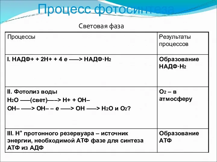 Процесс фотосинтеза Световая фаза