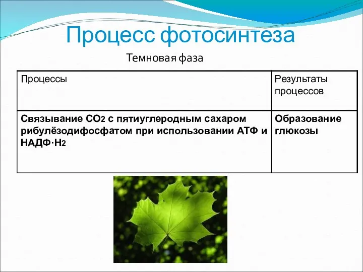 Процесс фотосинтеза Темновая фаза