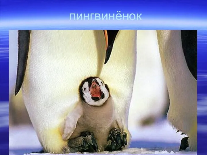 пингвинёнок