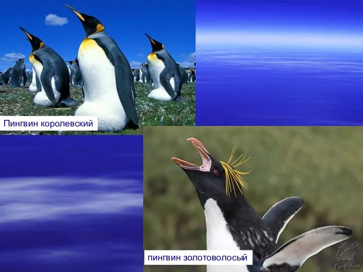 Пингвин королевский Пингвин королевский пингвин золотоволосый