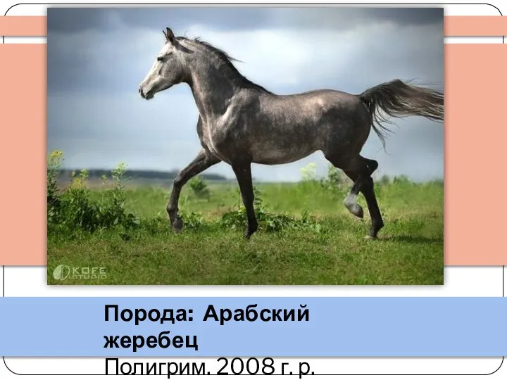 Порода: Арабский жеребец Полигрим. 2008 г. р.