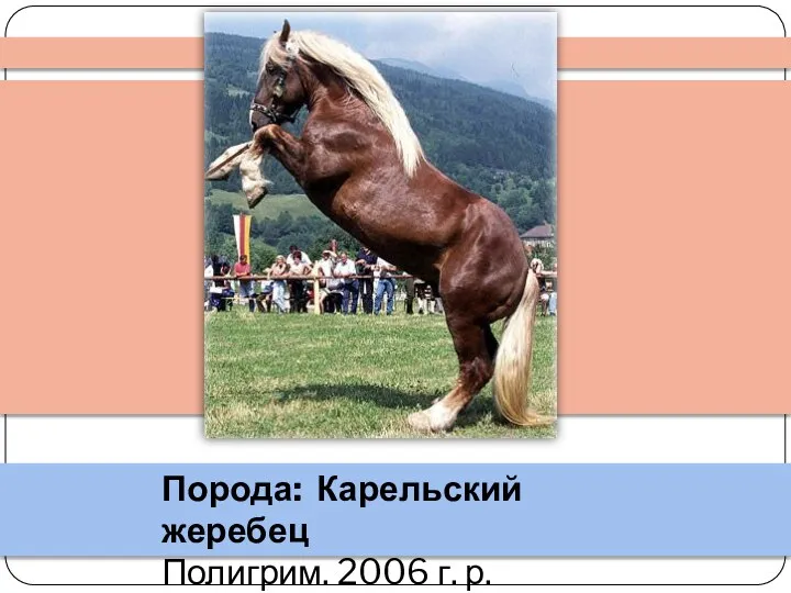 Порода: Карельский жеребец Полигрим. 2006 г. р.