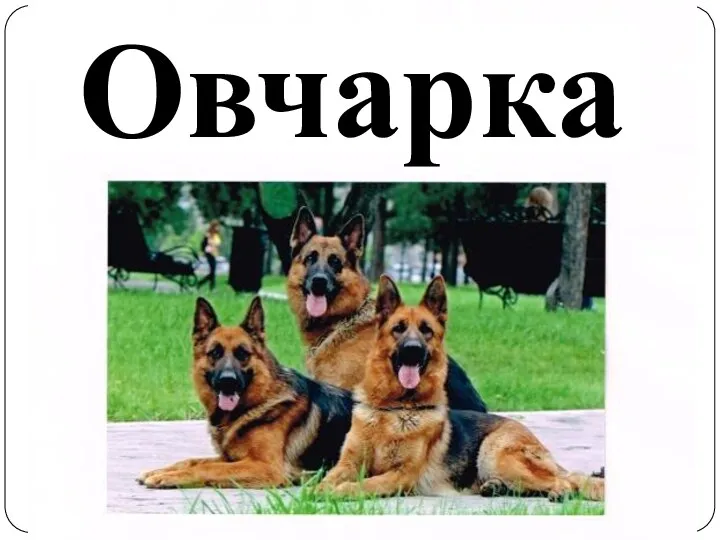 Овчарка