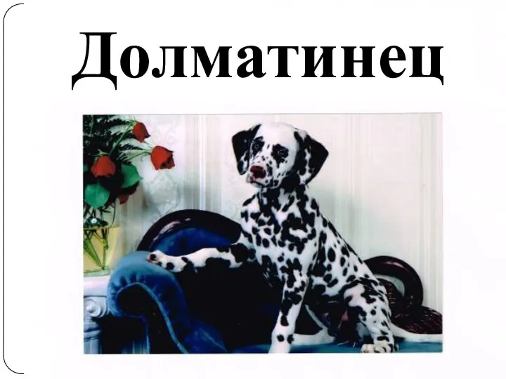 Долматинец