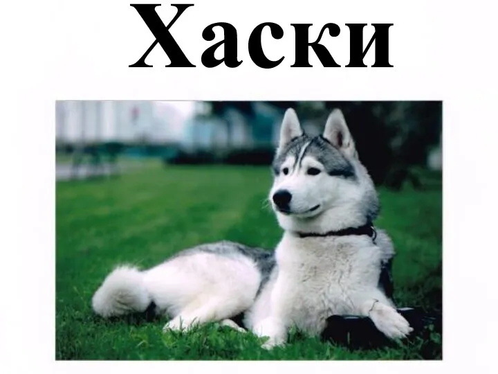 Хаски