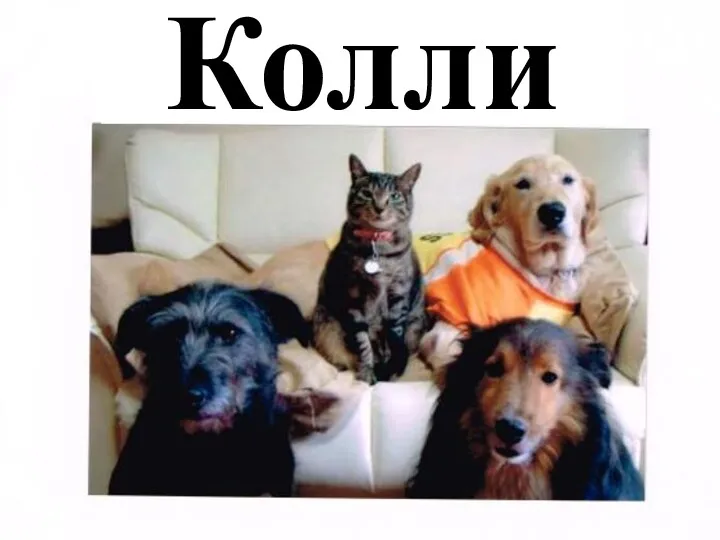 Колли