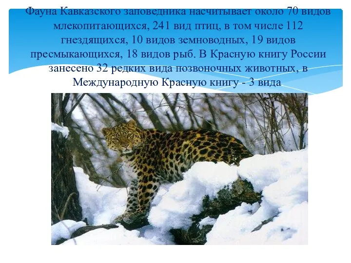 Фауна Кавказского заповедника насчитывает около 70 видов млекопитающихся, 241 вид