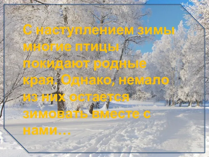 С наступлением зимы многие птицы покидают родные края. Однако, немало