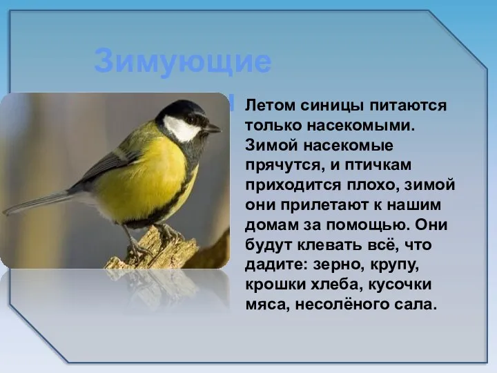 Зимующие птицы Летом синицы питаются только насекомыми. Зимой насекомые прячутся,