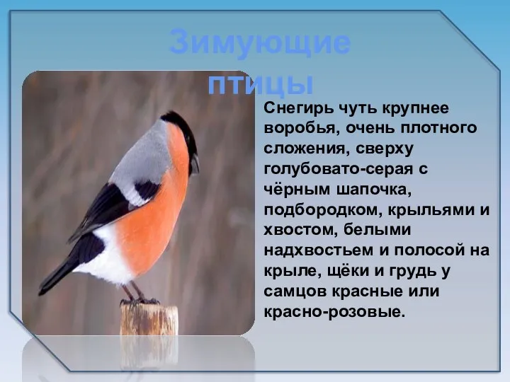 Снегирь чуть крупнее воробья, очень плотного сложения, сверху голубовато-серая с