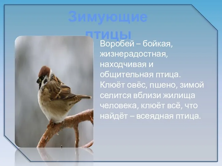 Воробей – бойкая, жизнерадостная, находчивая и общительная птица. Клюёт овёс,
