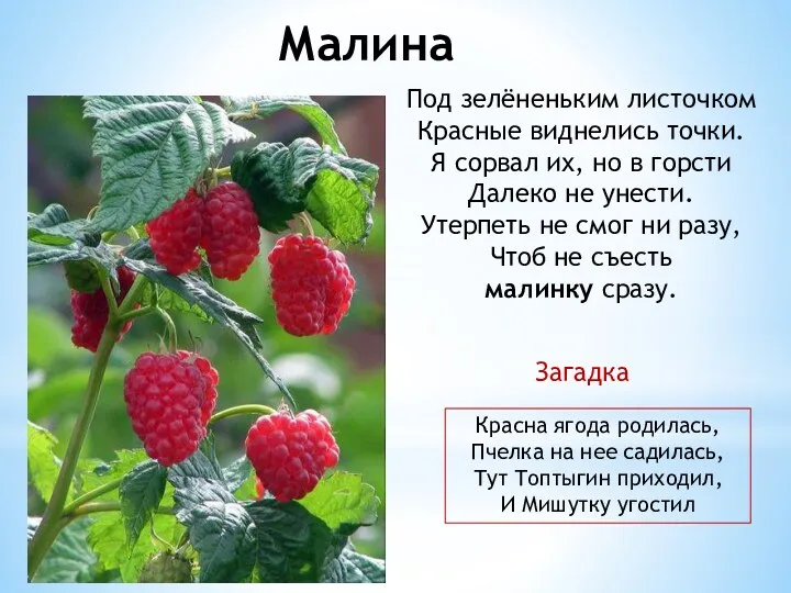 Малина Под зелёненьким листочком Красные виднелись точки. Я сорвал их,