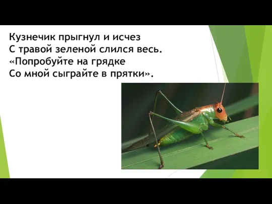 Кузнечик прыгнул и исчез С травой зеленой слился весь. «Попробуйте на грядке Со