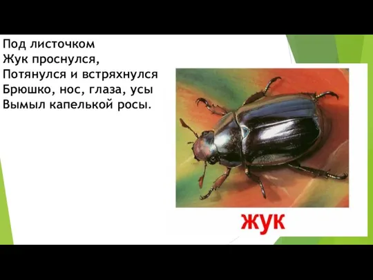 Под листочком Жук проснулся, Потянулся и встряхнулся, Брюшко, нос, глаза, усы Вымыл капелькой росы.