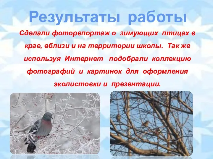 Результаты работы Сделали фоторепортаж о зимующих птицах в крае, вблизи