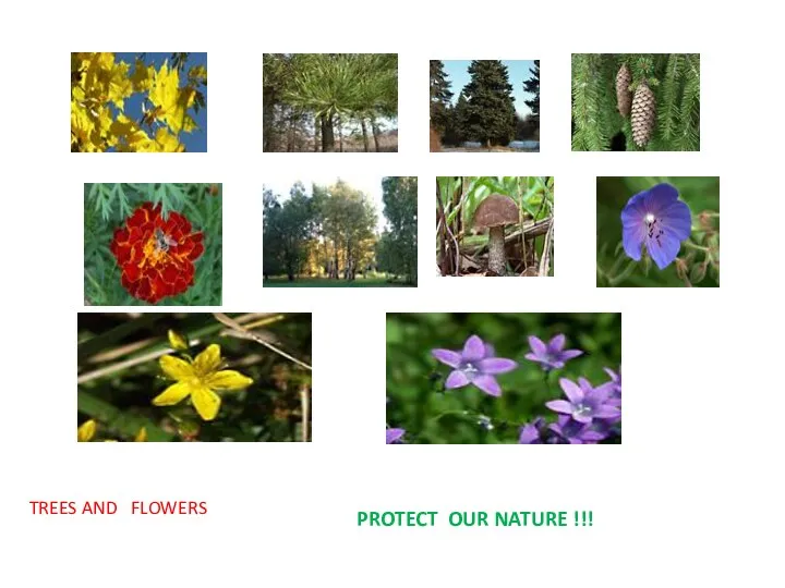 PROTECT OUR NATURE !!! TREES AND FLOWERS