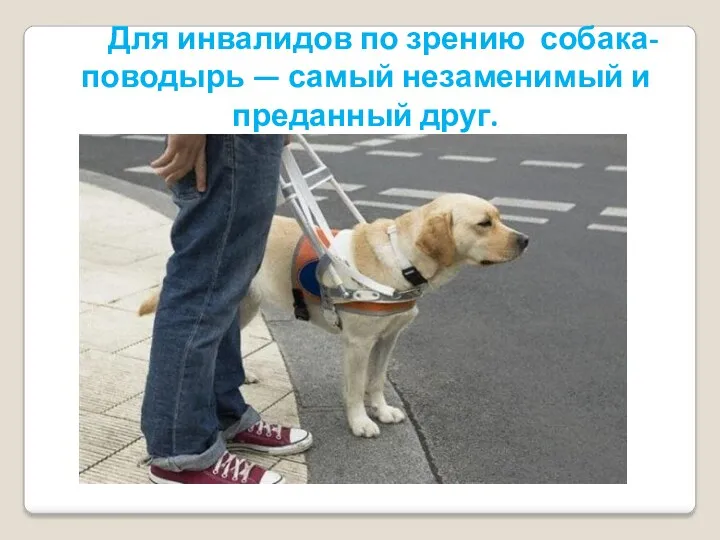 Для инвалидов по зрению собака-поводырь — самый незаменимый и преданный друг.