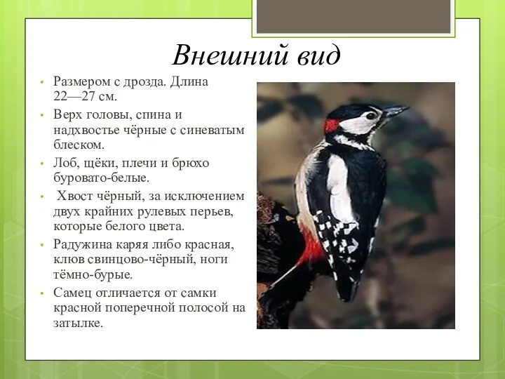 Внешний вид Размером с дрозда. Длина 22—27 см. Верх головы,