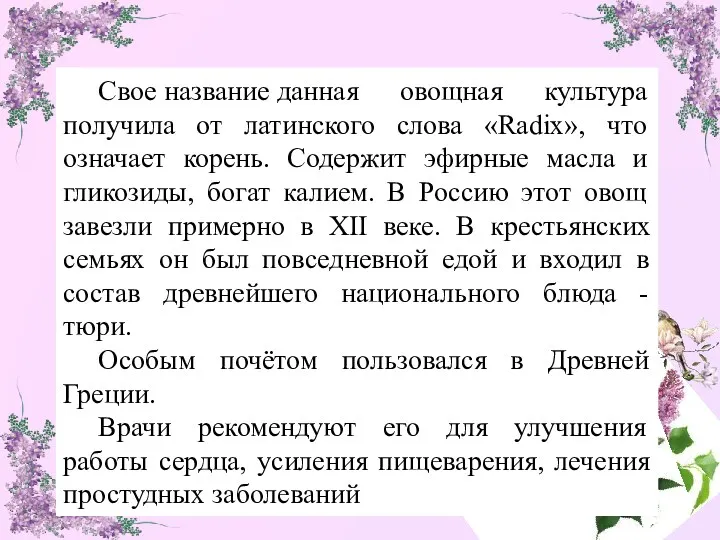 Свое название данная овощная культура получила от латинского слова «Radix»,