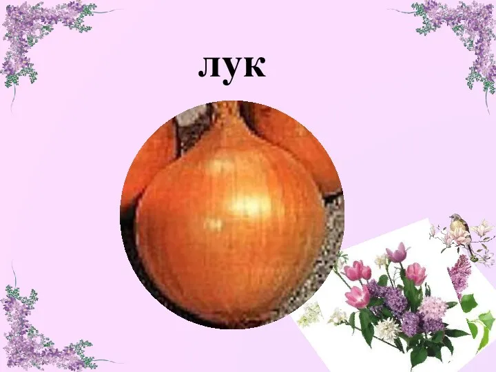 лук