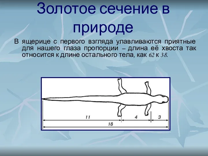 Золотое сечение в природе В ящерице с первого взгляда улавливаются